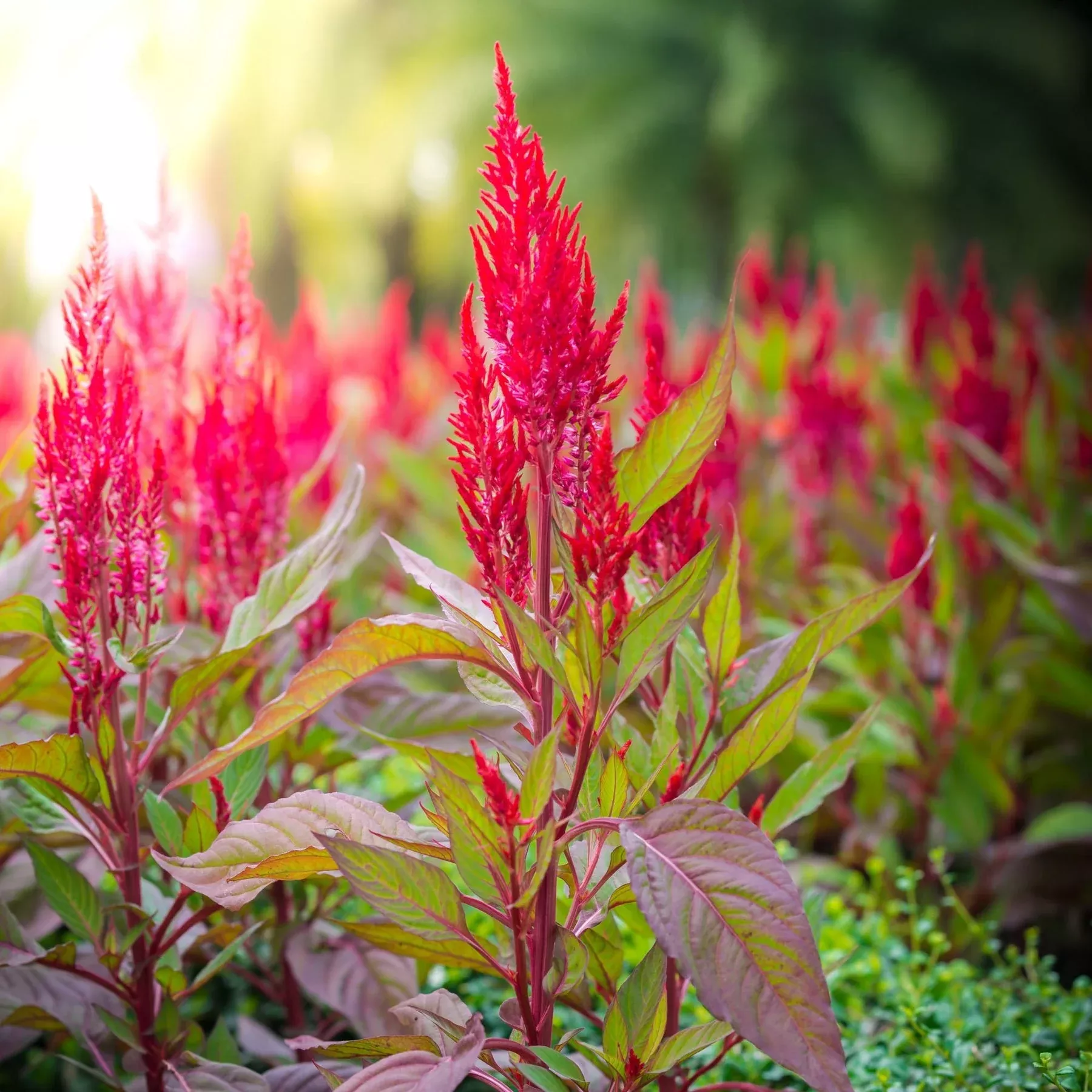Amaranth Incense