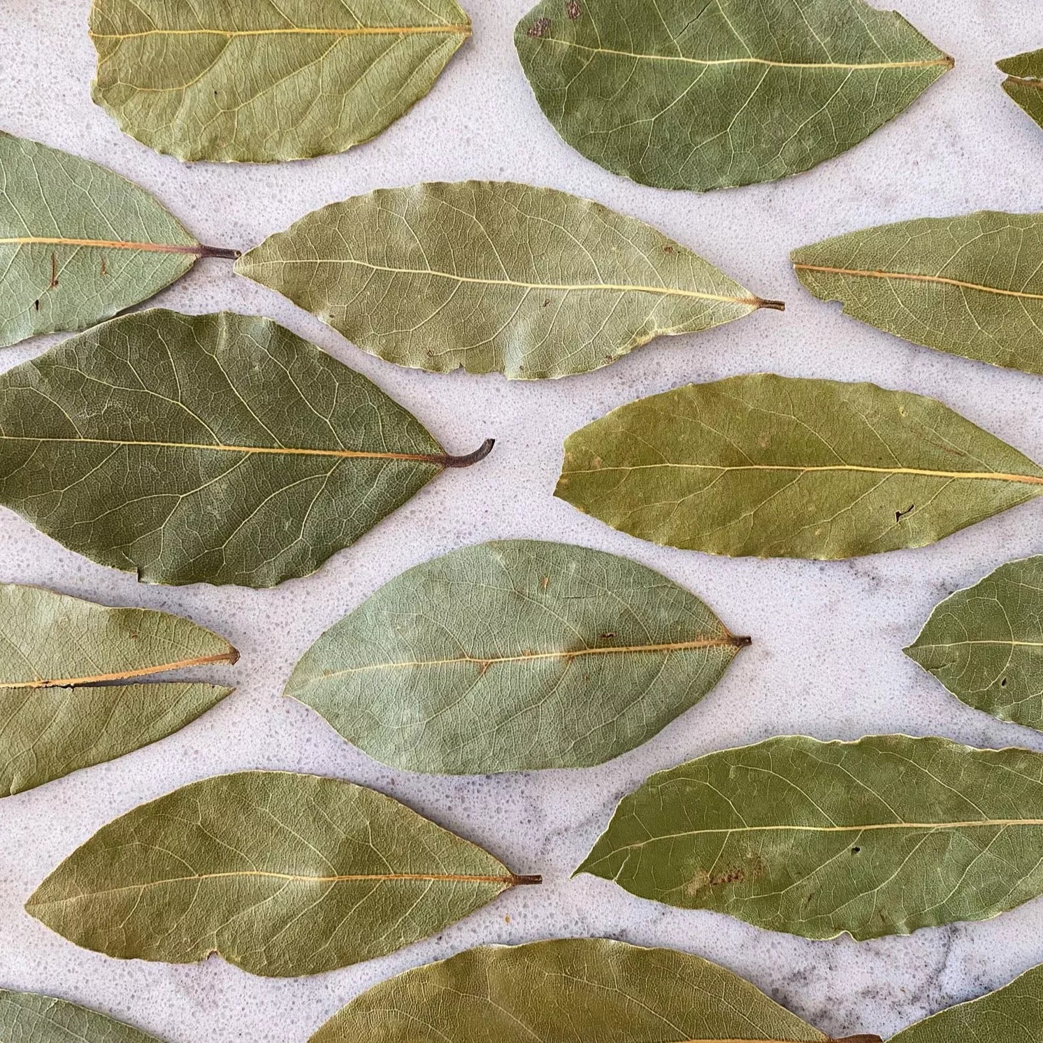 Bay Leaves - Turkish