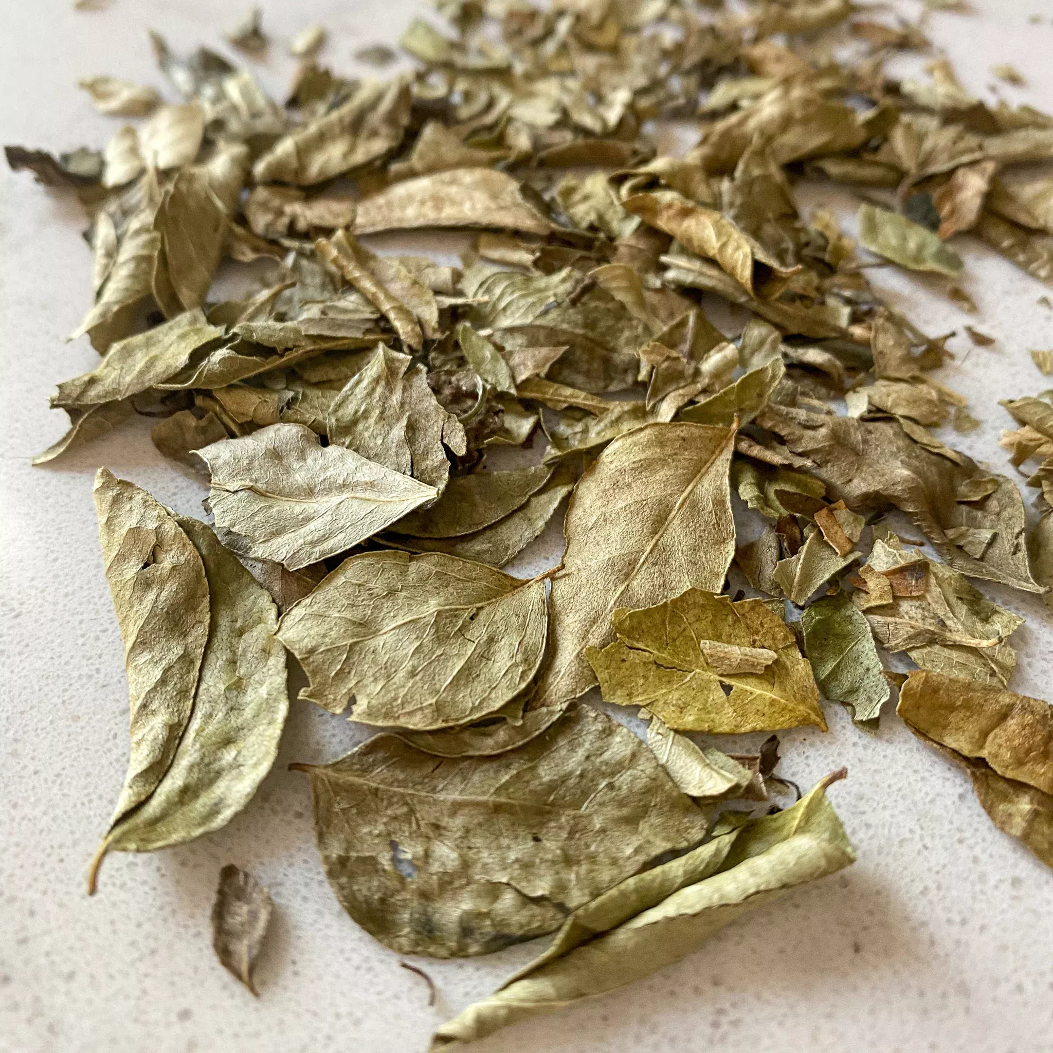 Curry Leaves