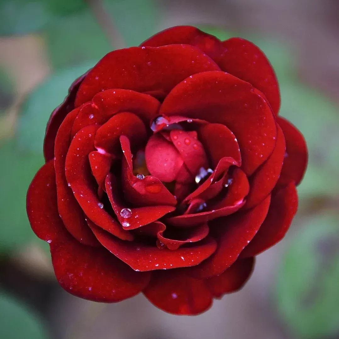 Damascus Rose Incense