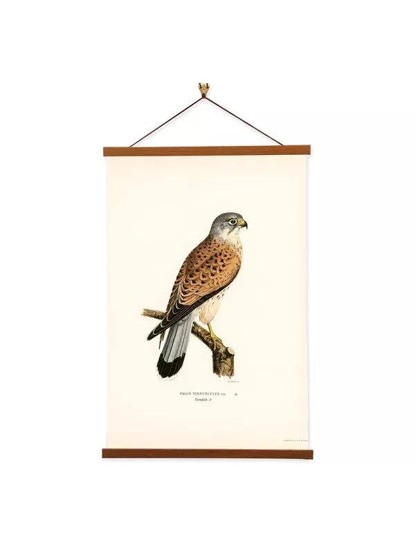 Framed Wall Art: Common Kestrel - The Von Wright Brothers