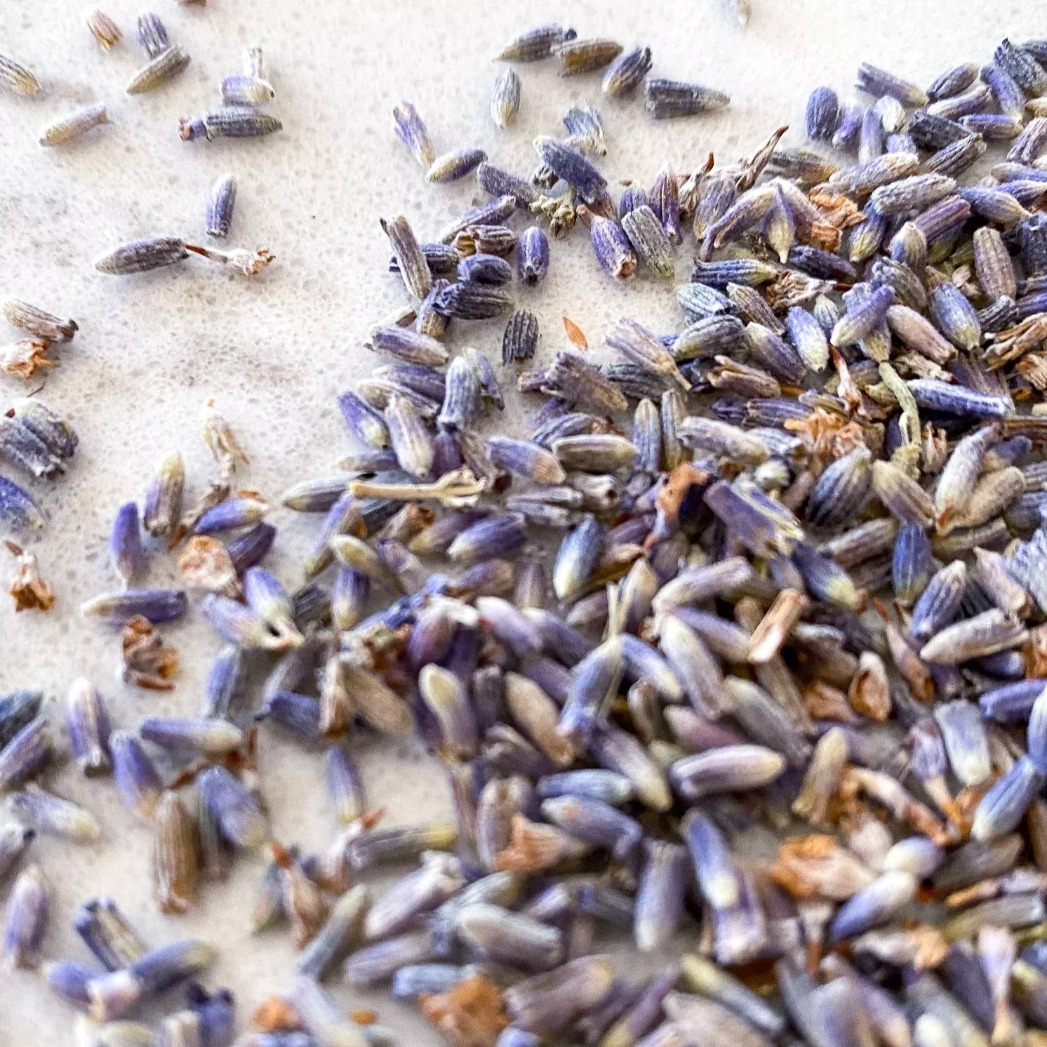 Lavender - French