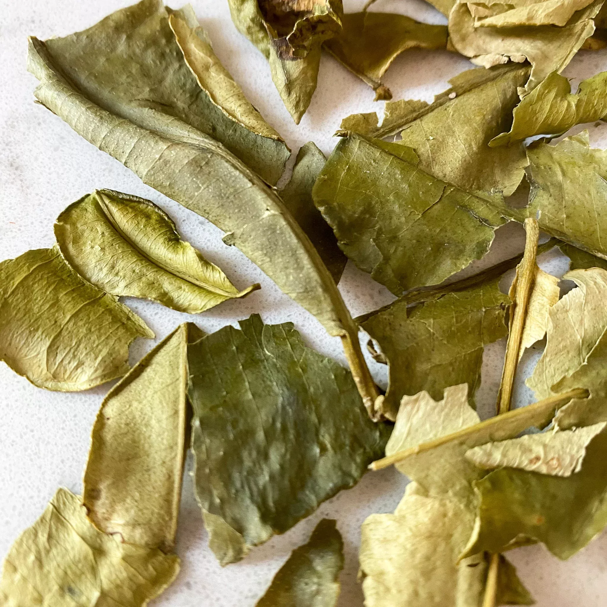 Makrut Lime Leaves