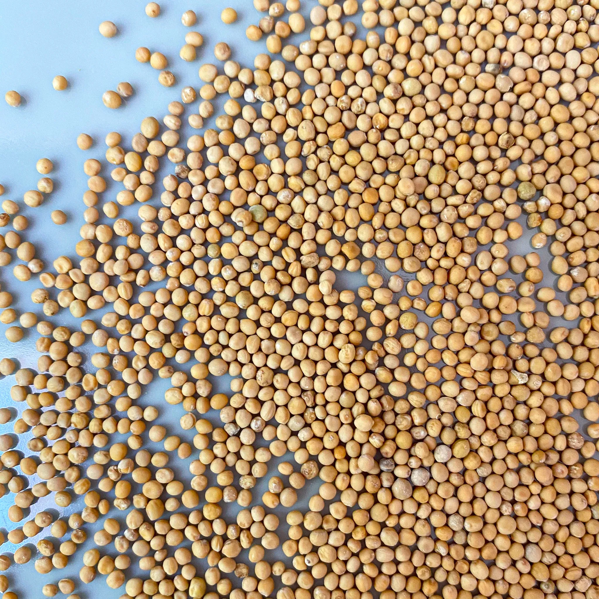 Mustard Seeds - Yellow