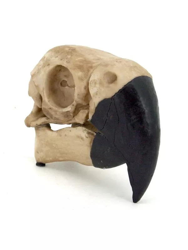 Parrot Skull