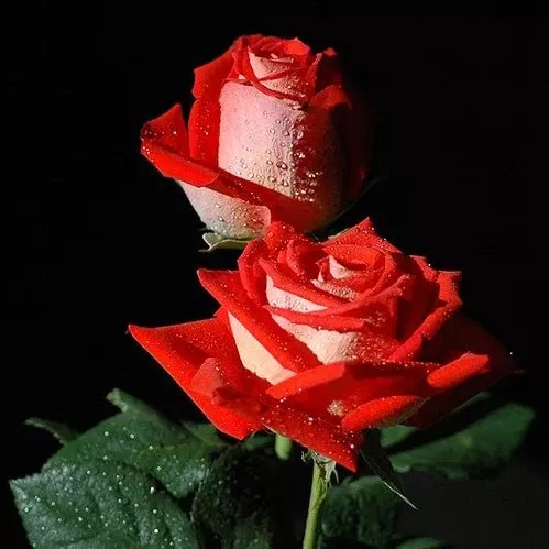 Rose Incense