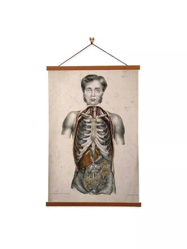 Wall Art Canvas: Human Dissected- William Fairland